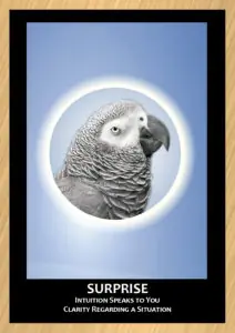 gold trimmed card with gray parrot in center text reads Surprise