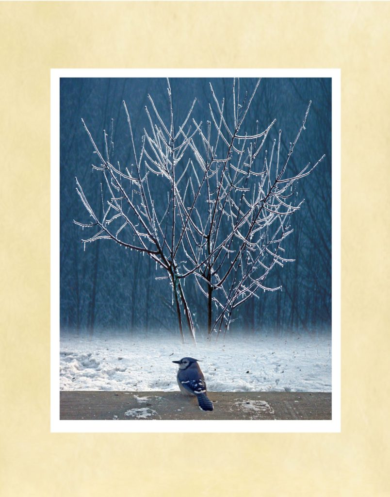 Bluejay Morning