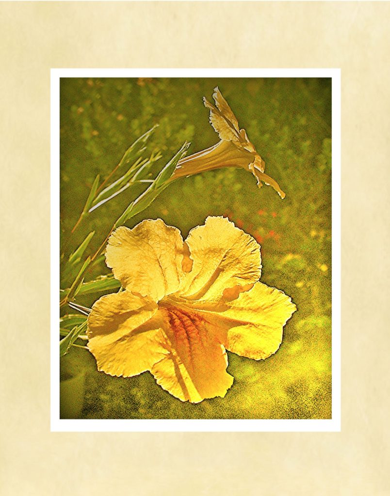 Golden Petunia