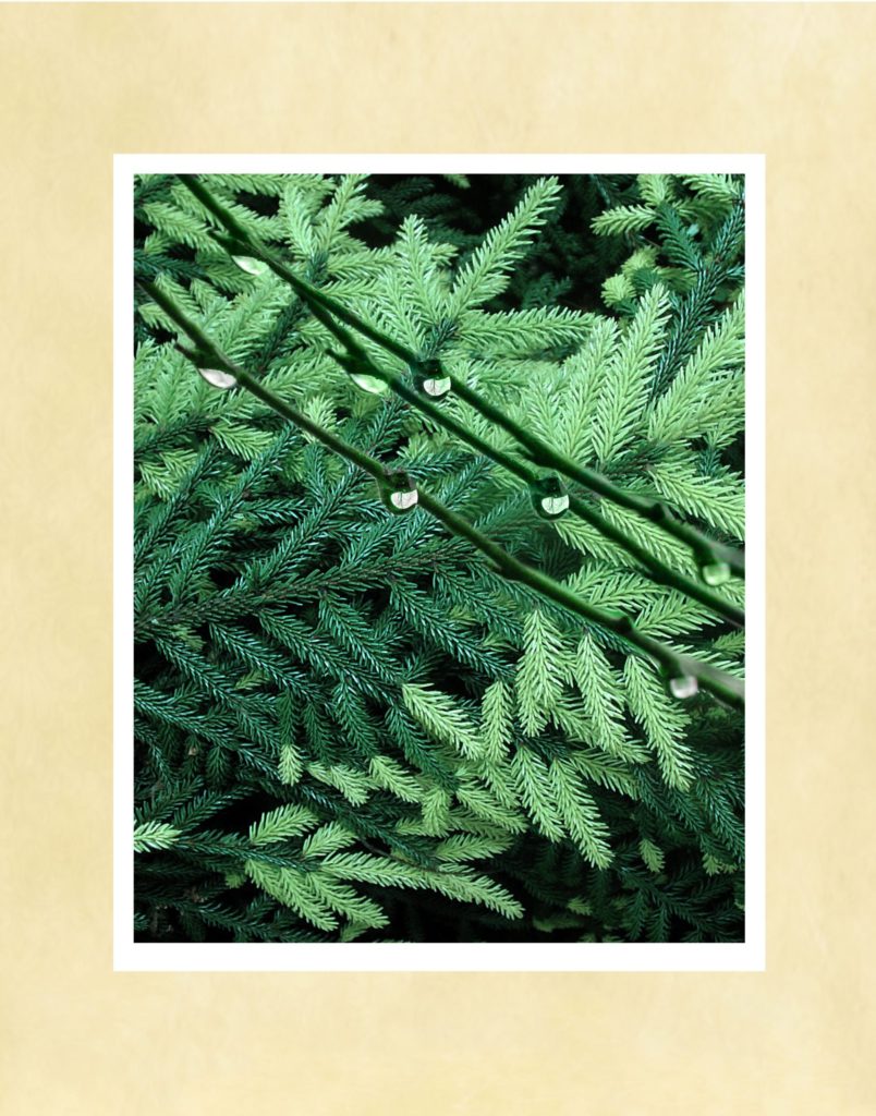 In the Pines
