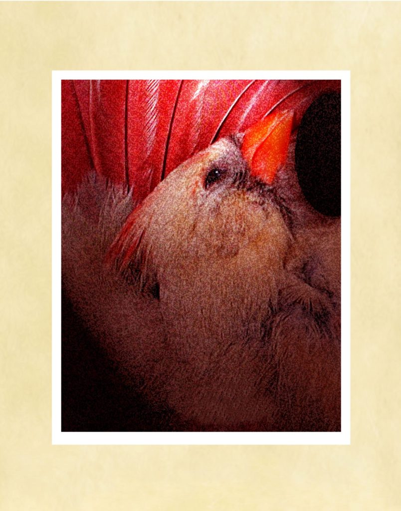 Red Cardinal