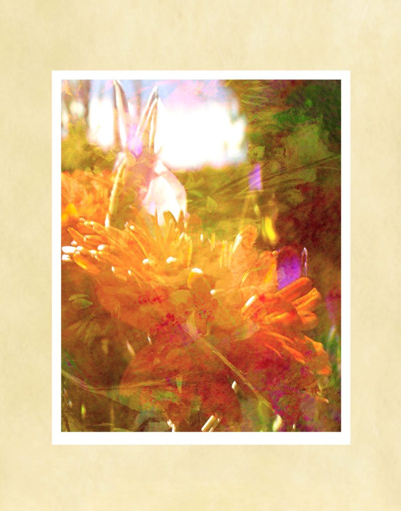 Summer Dream