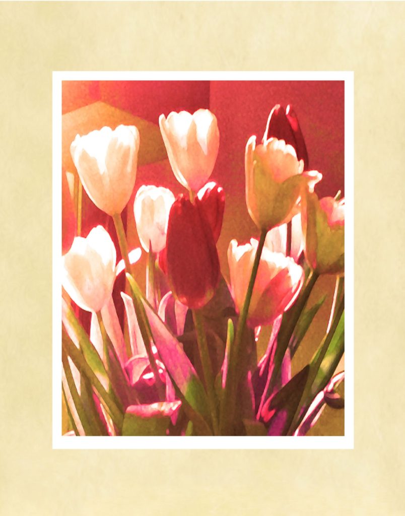 Tulips