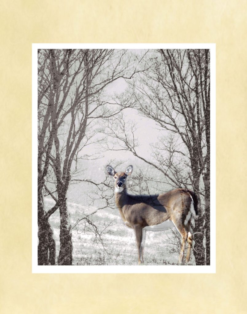 Winter Doe