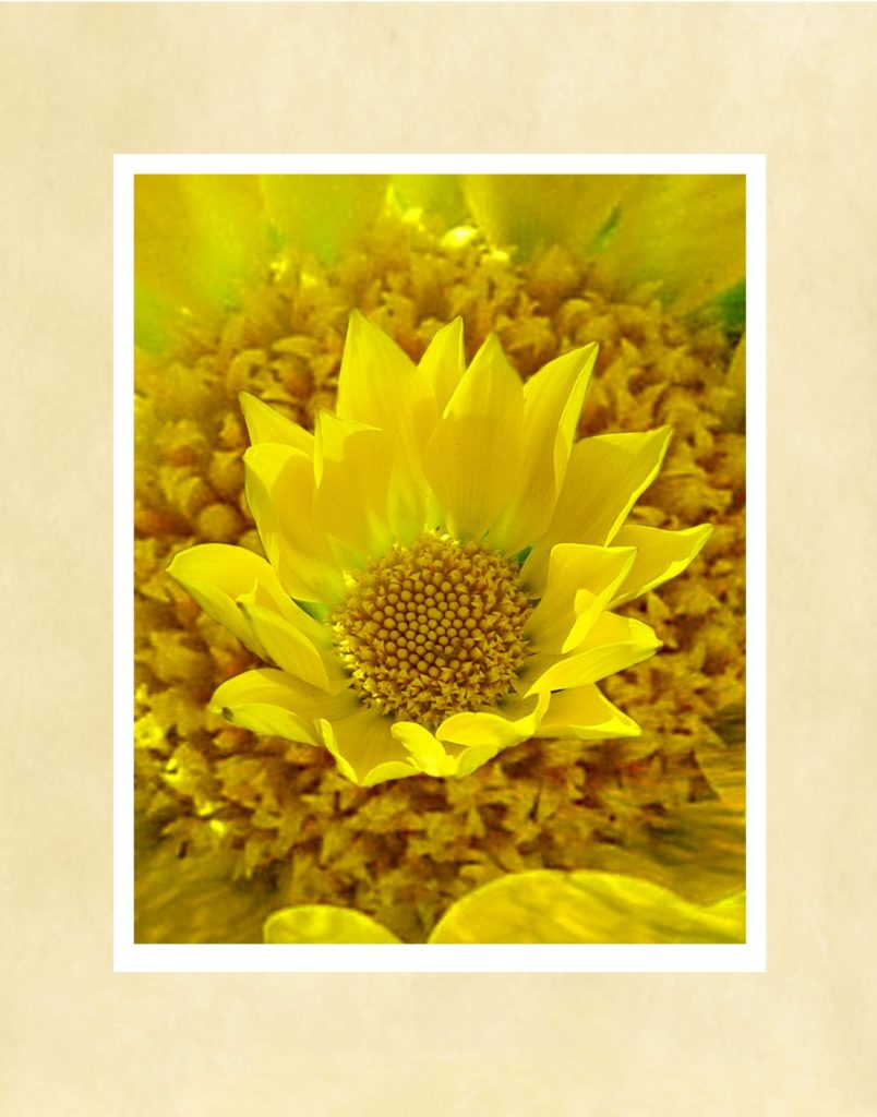 Yellow Splendor